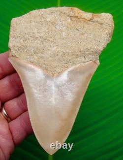 MEGALODON SHARK TOOTH Real Fossil 4.84 in Matrix No Restorations