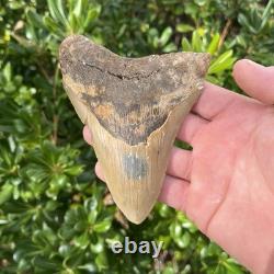 MEGALODON SHARK TOOTH Real Fossil 4.93