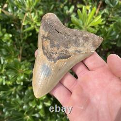 MEGALODON SHARK TOOTH Real Fossil 4.93