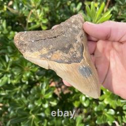 MEGALODON SHARK TOOTH Real Fossil 4.93
