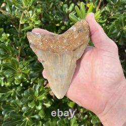 MEGALODON SHARK TOOTH Real Fossil 4.93