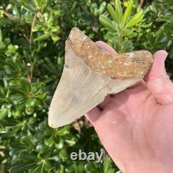 MEGALODON SHARK TOOTH Real Fossil 4.93