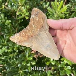 MEGALODON SHARK TOOTH Real Fossil 4.93