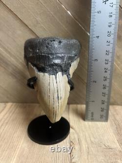 MEGALODON SHARK TOOTH Real Fossil with DISPLAY STAND