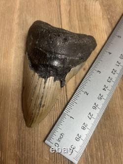 MEGALODON SHARK TOOTH Real Fossil with DISPLAY STAND