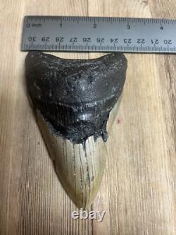 MEGALODON SHARK TOOTH Real Fossil with DISPLAY STAND