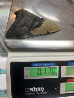 MEGALODON SHARK TOOTH Real Fossil with DISPLAY STAND