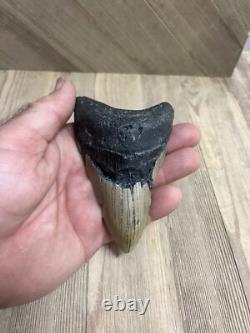 MEGALODON SHARK TOOTH Real Fossil with DISPLAY STAND