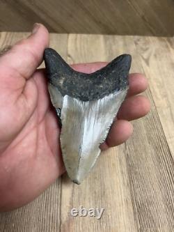 MEGALODON SHARK TOOTH Real Fossil with DISPLAY STAND