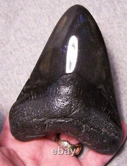 MEGALODON SHARK TOOTH SHARKS TEETH FOSSIL STUNNING COLOR 4 15/16 Polished