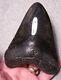 Megalodon Shark Tooth Sharks Teeth Fossil Stunning Color 4 15/16 Polished