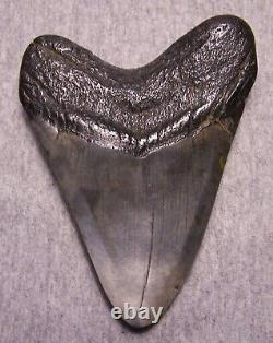 MEGALODON SHARK TOOTH SHARKS TEETH FOSSIL STUNNING COLOR 4 15/16 Polished
