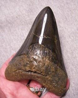 MEGALODON SHARK TOOTH SHARKS TEETH FOSSIL STUNNING COLOR 4 15/16 Polished jaw