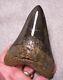 Megalodon Shark Tooth Sharks Teeth Fossil Stunning Color 4 15/16 Polished Jaw