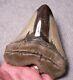 Megalodon Shark Tooth Sharks Teeth Fossil Stunning Color 4 15/16 Polished Jaw