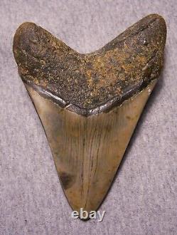 MEGALODON SHARK TOOTH SHARKS TEETH FOSSIL STUNNING COLOR 4 15/16 Polished jaw