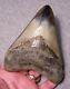 Megalodon Shark Tooth Sharks Teeth Fossil Stunning Color 5 1/16 Polished Jaw
