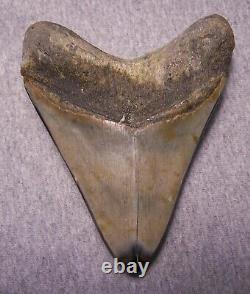 MEGALODON SHARK TOOTH SHARKS TEETH FOSSIL STUNNING COLOR 5 1/16 Polished jaw