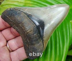 MEGALODON SHARK TOOTH TOP 1% 3.85 in. REAL FOSSIL NO RESTORATIONS