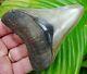 Megalodon Shark Tooth Top 1% 3.85 In. Real Fossil No Restorations