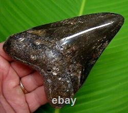MEGALODON SHARK TOOTH XL 4.95 in. DIAMOND POLISHED REAL FOSSIL