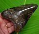 Megalodon Shark Tooth Xl 4.95 In. Diamond Polished Real Fossil