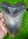 Megalodon Shark Tooth Xl 5 & 11/16 In. High Quality Real Fossil
