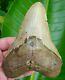 Megalodon Shark Tooth Xl 5 & 11/16 In. Real Fossil No Restorations