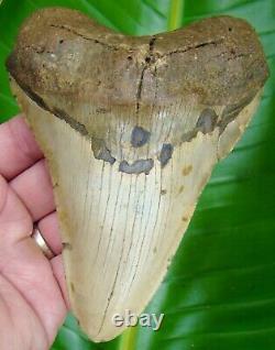 MEGALODON SHARK TOOTH XL 5 & 11/16 in. REAL FOSSIL NO RESTORATIONS