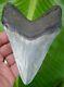 Megalodon Shark Tooth Xl 5 & 1/16 In. High Quality Real Fossil