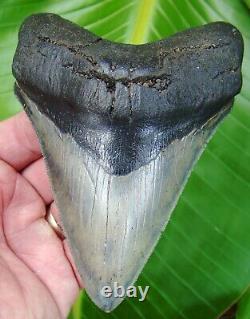 MEGALODON SHARK TOOTH XL 5 & 1/16 in. HIGH QUALITY REAL FOSSIL