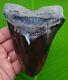 Megalodon Shark Tooth Xl 5 & 1/16 With Display Stand Sharks Teeth Megladone