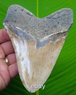 MEGALODON SHARK TOOTH XL 5 & 1/16 with DISPLAY STAND SHARKS TEETH MEGLADONE