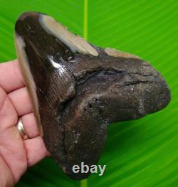 MEGALODON SHARK TOOTH XL 5 & 1/2 Real Fossil NO RESTORATIONS