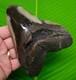 Megalodon Shark Tooth Xl 5 & 1/2 Real Fossil No Restorations