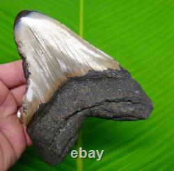 MEGALODON SHARK TOOTH XL 5 & 1/2 Real Fossil NO RESTORATIONS