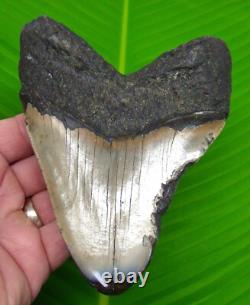 MEGALODON SHARK TOOTH XL 5 & 1/2 Real Fossil NO RESTORATIONS