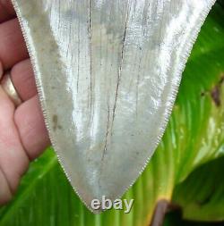 MEGALODON SHARK TOOTH XL 5 & 1/2 in. HIGH QUALITY REAL FOSSIL