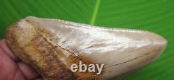 MEGALODON SHARK TOOTH XL 5 & 1/2 in. NO RESTORATIONS with DISPLAY STAND