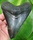 Megalodon Shark Tooth Xl 5 & 1/4 In. Big & Naturl Real Fossil No Resto