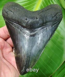 MEGALODON SHARK TOOTH XL 5 & 1/4 in. BIG & NATURL REAL FOSSIL NO RESTO
