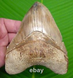 MEGALODON SHARK TOOTH XL 5 & 1/4 in. PATHOLOGICAL SERRATED INDONESIAN