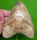Megalodon Shark Tooth Xl 5 & 1/4 In. Pathological Serrated Indonesian