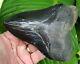 Megalodon Shark Tooth Xl 5 & 1/4 In. Top 1% Real Fossil Georgia Meg