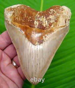 MEGALODON SHARK TOOTH XL 5 & 1/8 NO RESTORATIONS INDONESIAN with STAND