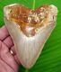 Megalodon Shark Tooth Xl 5 & 1/8 No Restorations Indonesian With Stand