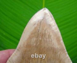 MEGALODON SHARK TOOTH XL 5 & 1/8 NO RESTORATIONS INDONESIAN with STAND