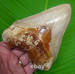 MEGALODON SHARK TOOTH XL 5 & 1/8 NO RESTORATIONS INDONESIAN with STAND