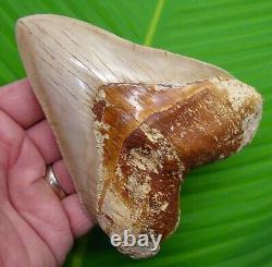 MEGALODON SHARK TOOTH XL 5 & 1/8 NO RESTORATIONS INDONESIAN with STAND
