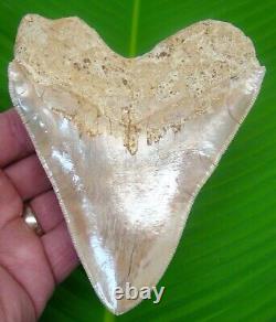 MEGALODON SHARK TOOTH XL 5 & 1/8 NO RESTORATIONS INDONESIAN with STAND